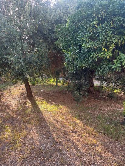  id.5309077